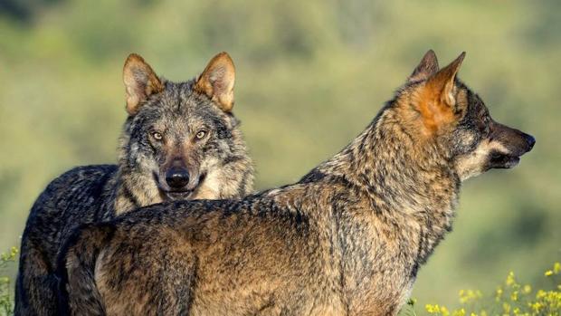 Los ganaderos se oponen a la recuperación del lobo en Andalucía